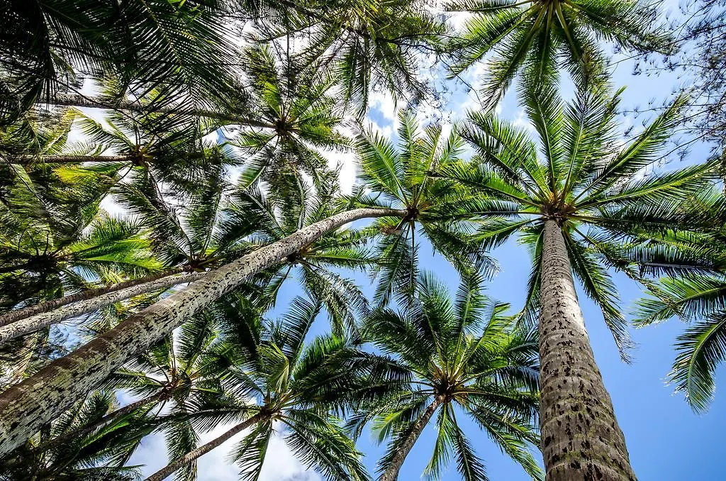 Marlin Waters Beachfront Apartments Palm Cove Australien