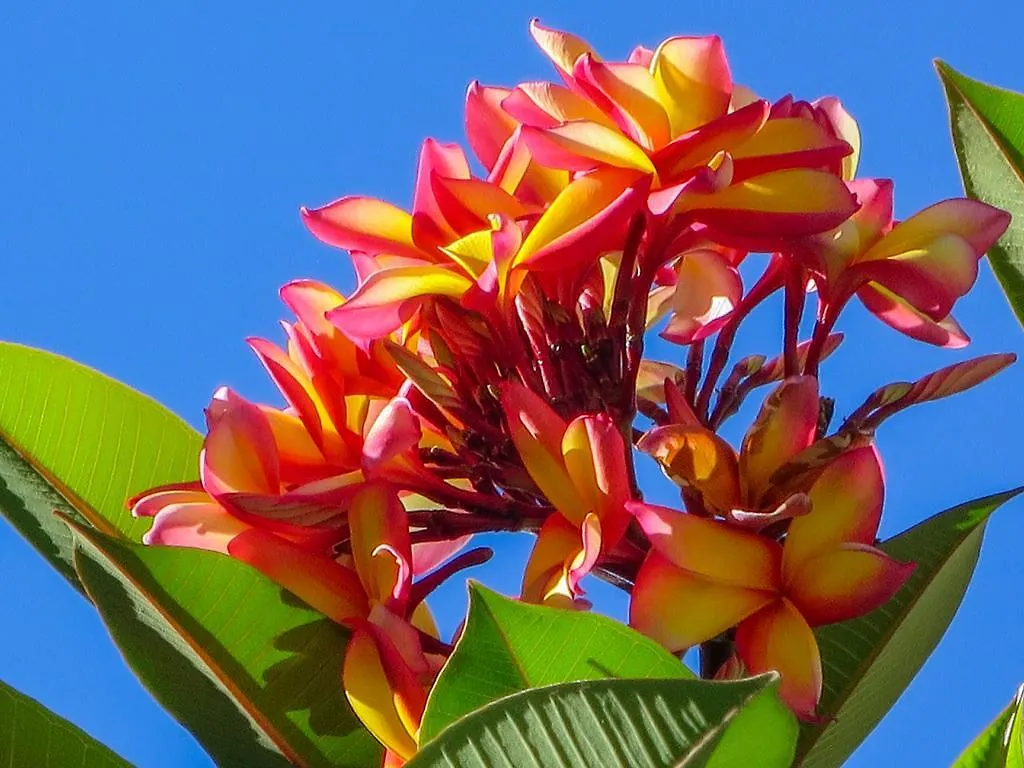 Marlin Waters Beachfront Apartments Palm Cove Australien